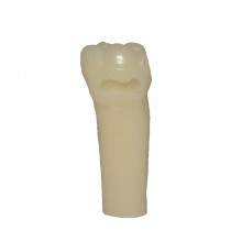Dente para manequim Materiais Dentários - 36 - Classe 5 Mod sem Proteção de Cuspide - DM 36 Pronew s6